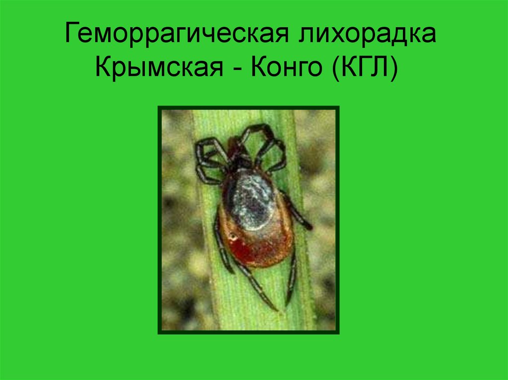 Крымская геморрагическая лихорадка (КГЛ).